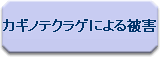 カギノテクラゲによる被害